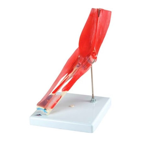 Fabrication Enterprises 3B Anatomical Model - Elbow Joint with Removable Muscles, 8-Part 960194